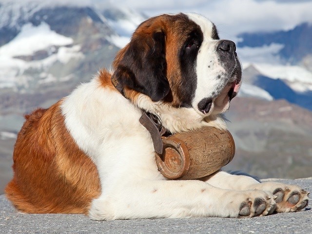 Saint Bernard thumbnail